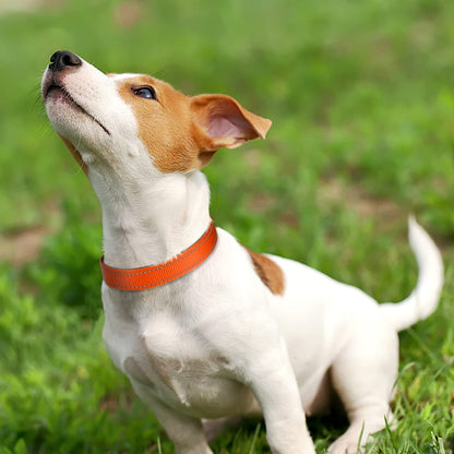 Dog Collar,Soft Neoprene Padded Breathable Nylon Pet Collar Adjustable for Small Dogs,Orange,S